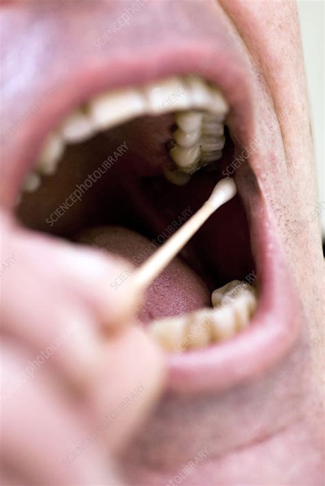 Paternity testing - Stock Image - G345/0029 - Science Photo Library 