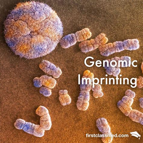 Genomic Imprinting - A whole new pattern of inheritance — Firstclass