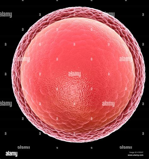 Egg Cell Structure