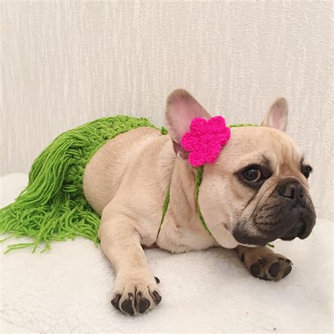 best french bulldog halloween costumes | french costumes | pet costume – Frenchiely