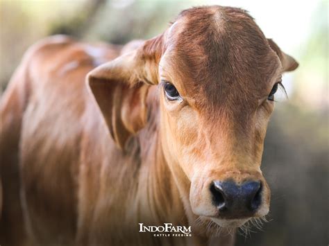 simak  jenis sapi industri feedloter