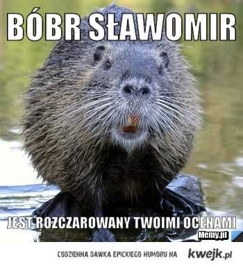 bober - Ministerstwo śmiesznych obrazków - KWEJK.pl