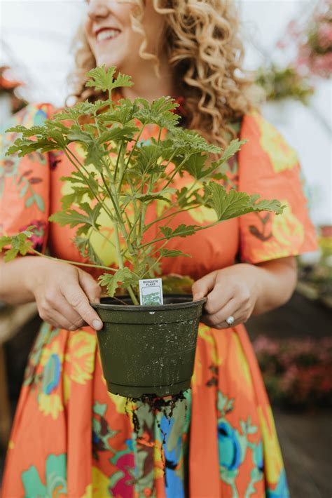 Using Plants to Keep Mosquitos Away - Abigail Albers