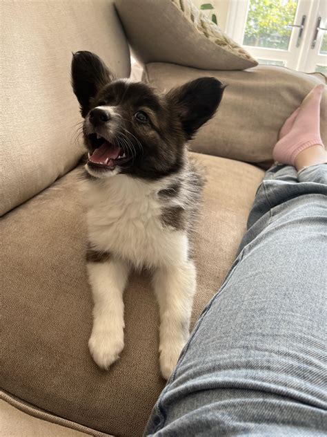 Meet our corgi x border collie mix 🩷 : r/PuppySmiles