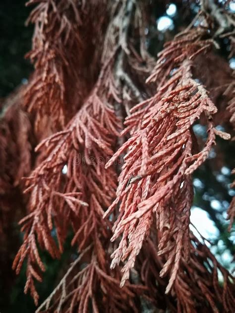 pine tree leaves stock image image  autumn forest