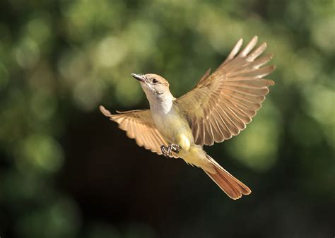 Ash-throated Flycatcher | Audubon Field Guide