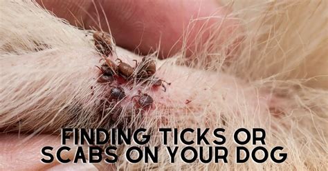 What Causes Crusty Scabs On Dogs