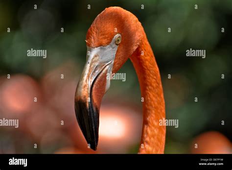 Beautiful and Graceful Pink Flamingo Stock Photo - Alamy