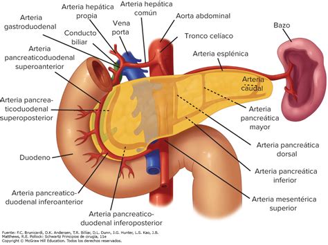 Qué es el páncreas, anatomía y enfermedades asociadas - Soy Medicina