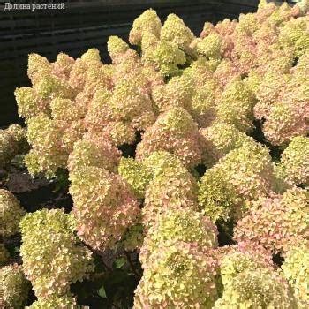 Гортензия метельчатая Петит Флори купить с доставкой почтой, цены, фото ...