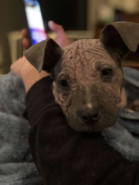 how to treat mange in puppies at home