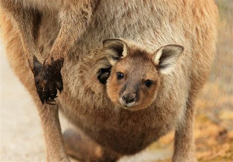 Discover What It Is Like Inside a Kangaroo’s Pouch - A-Z Animals