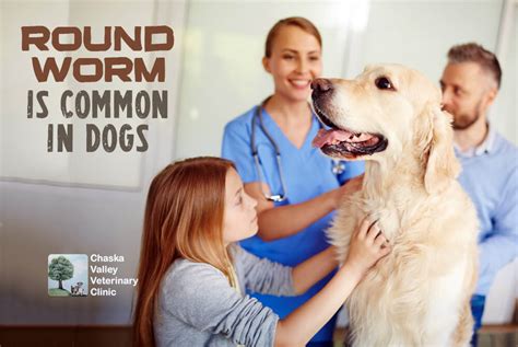 Roundworm is Common in Dogs - Chaska Valley Vet Clinic