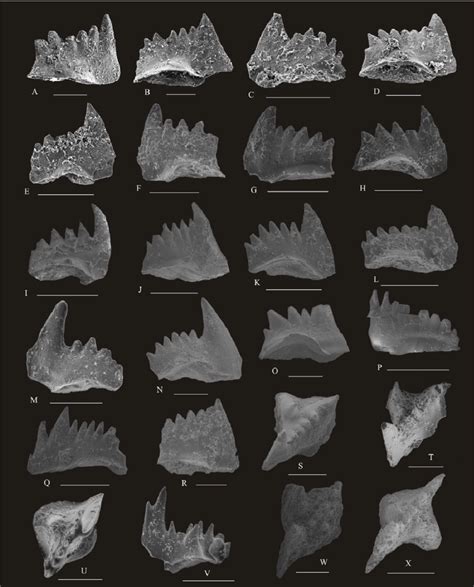 conodonts   permian triassic boundary beds   yangou