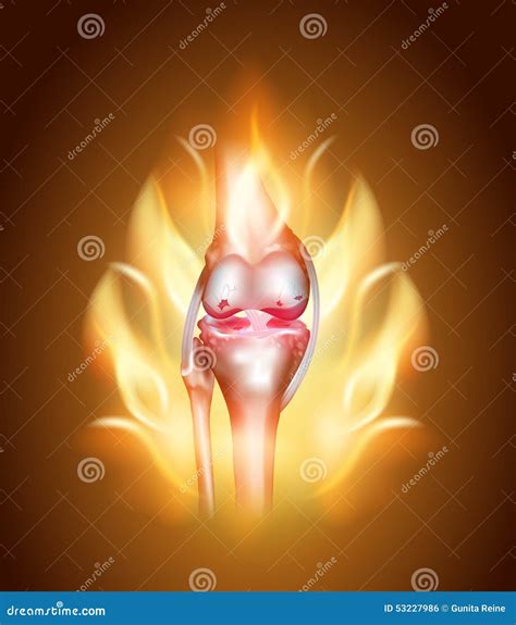 Knee Joint Anatomy Infographic Diagram Anterior Posterior Views Cartoon