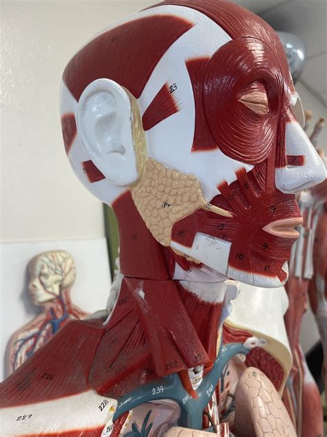 head  neck pt  diagram quizlet