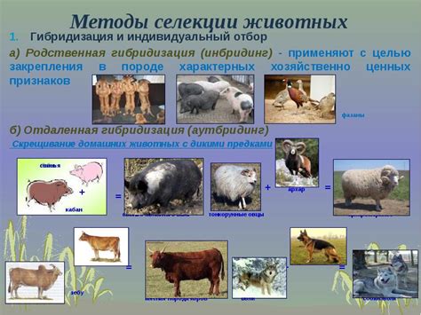 Селекция
