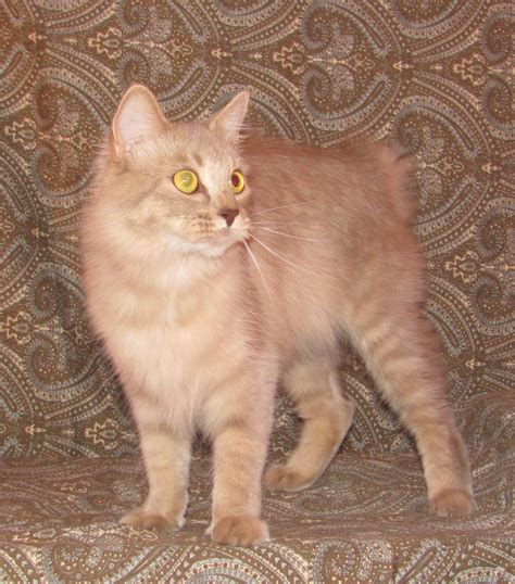 Ozbobz American Bobtails | Springfield MO