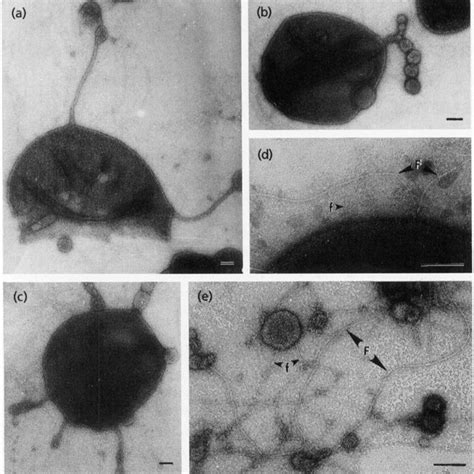 (PDF) Thermococcus gorgonarius sp. nov. and Thermococcus pacificus sp ... 