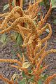 amaranthus cruentus wikimedia commons
