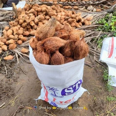 A Grade Solid Semi Husk Coconut, Packaging Size: 50 Kg, Coconut Size ...