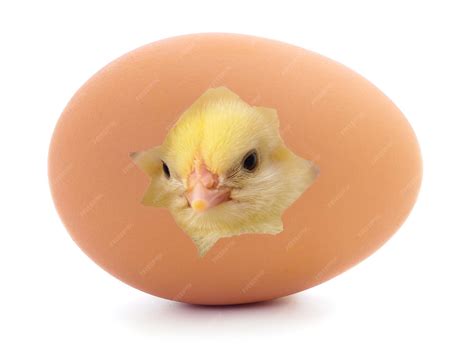 Premium Photo | Chicken coming out of a brown egg