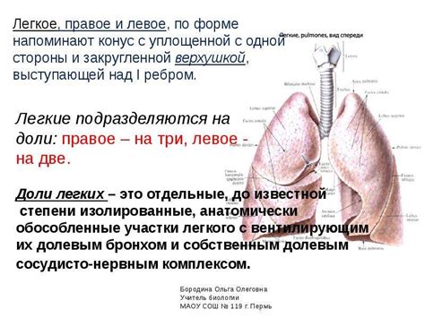 Строение легких человека. Анатомия - презентация, доклад, проект скачать
