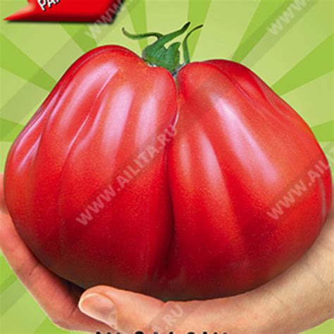 Томат Абруццо