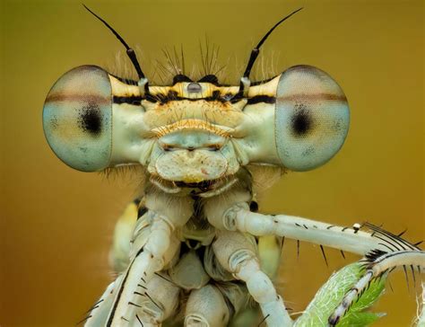 close  photography   year amazing winning