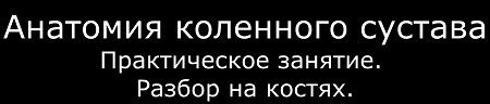 Синовиальная оболочка коленного сустава. Завороты коленного сустава ...