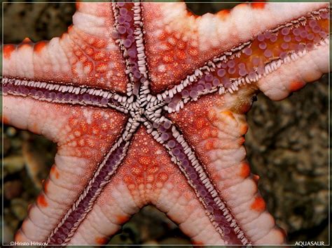 Морские звёзды (Asteroidea) - Фото - Aquafanat: аквариум и ...