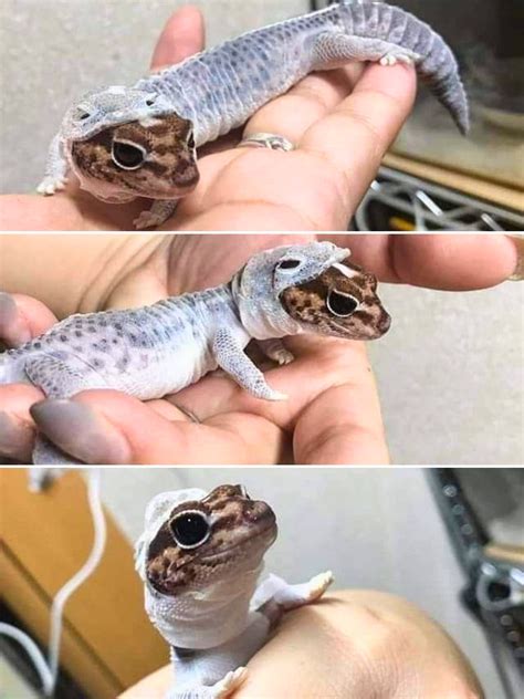 ⚡️🦎 Gecko Sheds Its Skin in a Stunning... - 1 Minute Animals