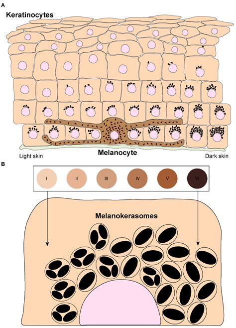 Skin Anatomy Melanocytes