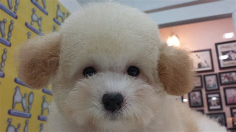 Pet Grooming Course Singapore | Inspiration School of Pet Grooming