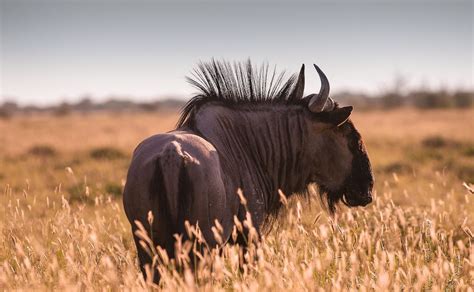 Wildebeest | Wildebeest, African animals, African wildlife