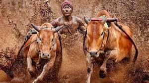 pacu jawi  minangkabau sekolahnewscom