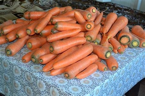 Морковь Нантская: отзывы, фото, описание сорта, характеристика ...