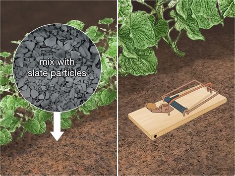 How To Keep Animals Out Of Your Potted Plants at Garry Richmond blog