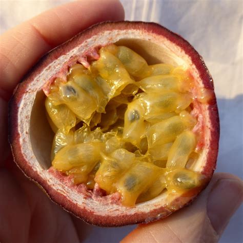 passion fruit cut open  photo  pixabay pixabay