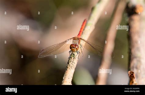 Common Darter dragonfly Stock Photo - Alamy