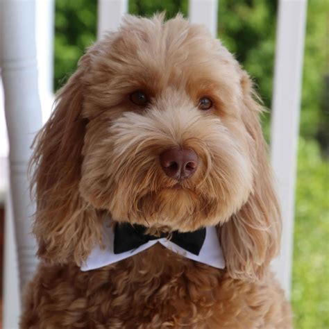 Clayton & McGirr Funeral... - Clayton & McGirr Funeral Home