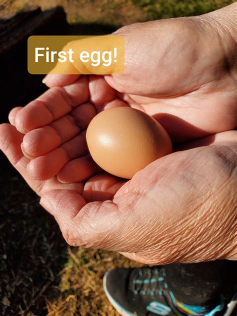 Texas surprise after a cold freeze! : r/BackYardChickens