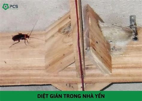 tong hop cac cach diet gian trong nha yen hieu qua