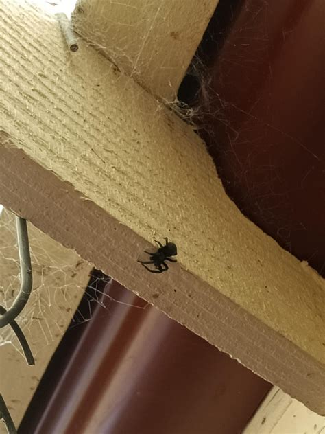 Spider ID - South Australia : r/spiders