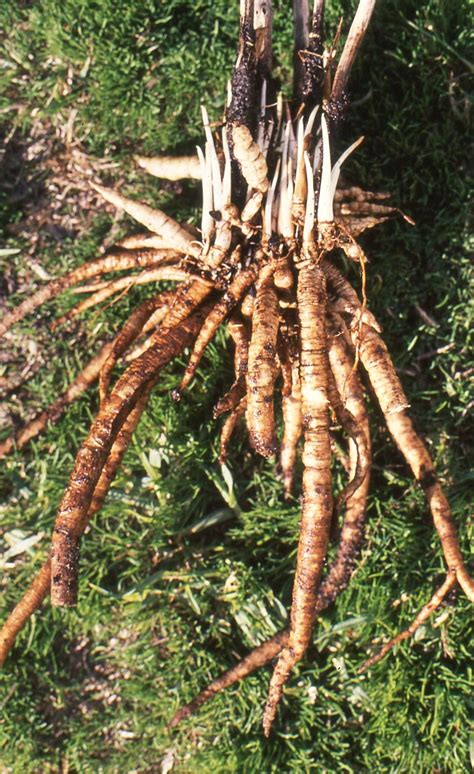 Skirret - Sium sisarum, delicous edible tubers