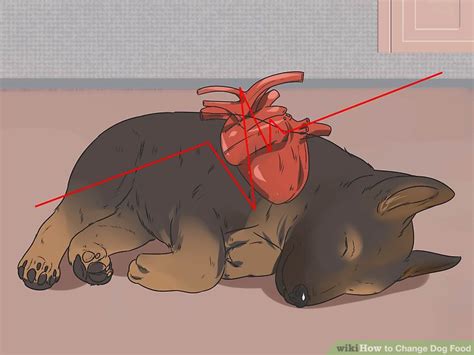 How to Change Dog Food: 7 Steps (with Pictures) - wikiHow Pet