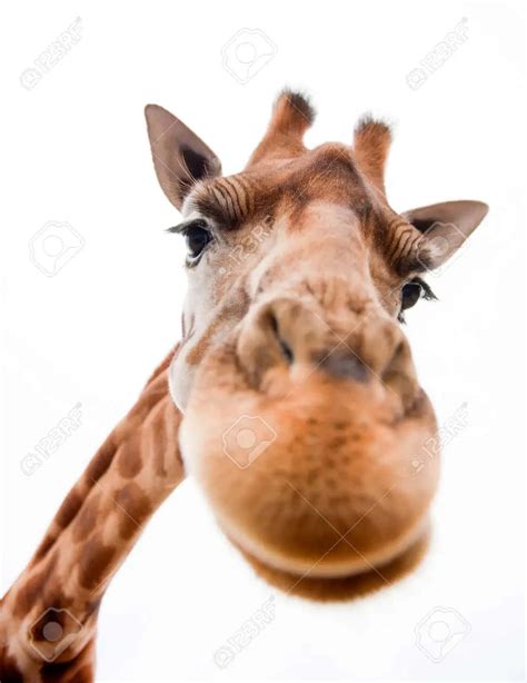 Download A silly, smiling giraffe looking for a friend! | Wallpapers.com