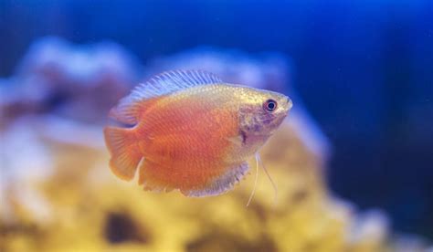 15 Types of Freshwater Fish: Characteristics & Care Guides – Nayturr