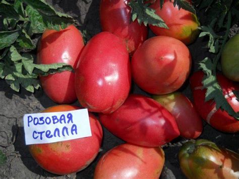 Самые сладкие сорта томатов для теплиц и открытого грунта