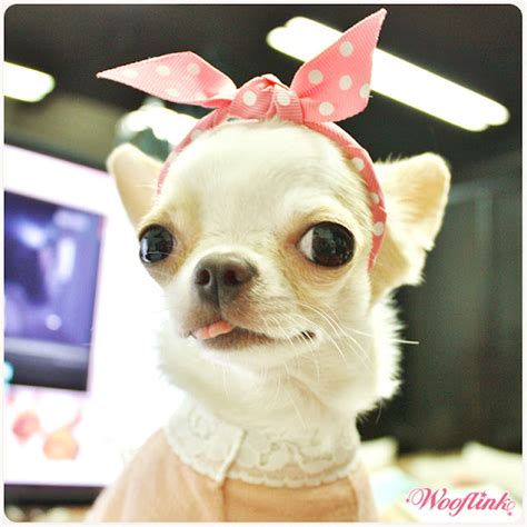 WOOFLINK - Hip designer dog clothes: Girly girl ♥
